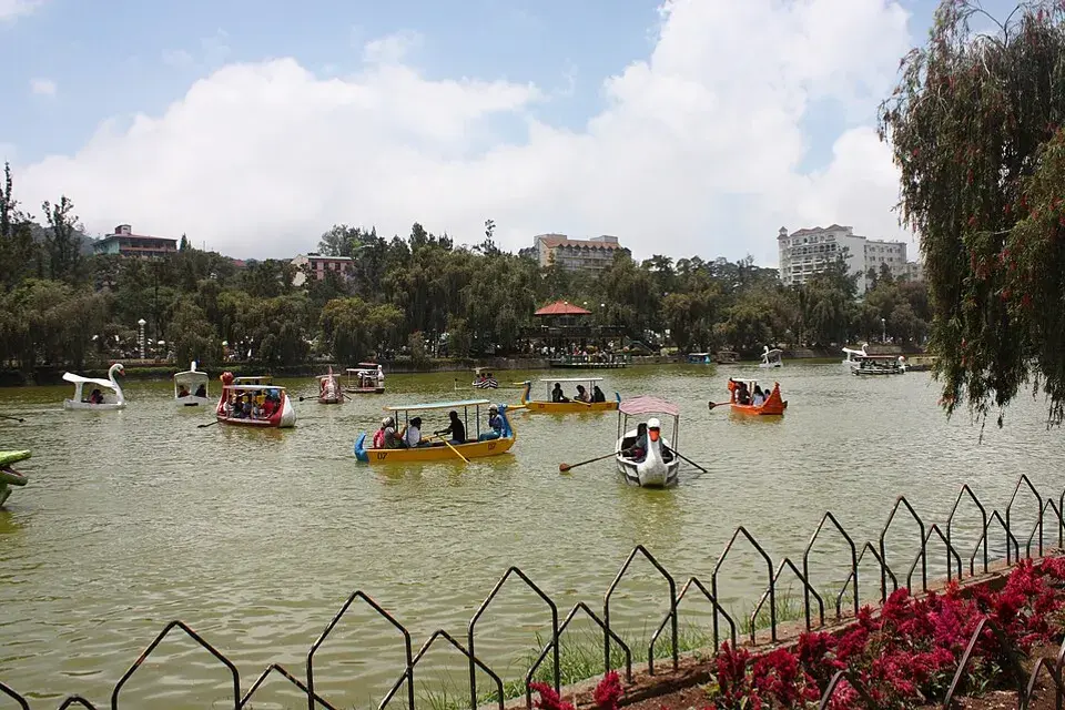 Trees surrounding Burnham Park Lake in Baguio